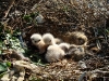 3 chicks in the nest of the Long-legged Buzzard, and one egg is about to hatch