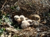 3 chicks in the nest of the Long-legged Buzzard, and one egg is about to hatch 