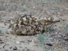 A chick of the Houbara Bustard