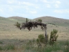 A female of the Long-legged Buzzard on the nest