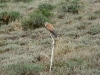 A male of the Common Kestrel