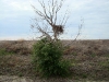 The Long-legged Buzzard's nest at a height of 3.5 m, a rarity in this region