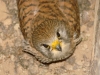 The Lesser Kestrel