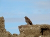 A female of the Lesser Kestrel  