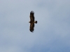 The Steppe Eagle