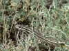 The steppe ribbon snake