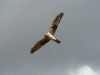 An immature male of the Pallid Harrier