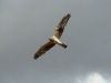 An immature male of the Pallid Harrier 