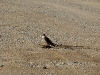 The Hobby Falcon on the road 