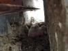 Chicks of the Common Kestrel in the bridge niche of the Ayaguz River