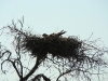 A Long-legged Buzzard on the nest