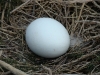 An egg from the Short-toed Eagle clutch