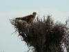 New and new nests of the Long-legged Buzzard