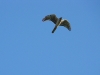 A female of the Pallid Harrier