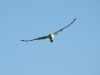 A male of the Pallid Harrier