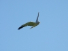 A male of the Pallid Harrier