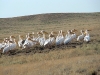White Pelicans at the Ayaguz River