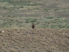 A male of the Steppe Eagle on the observation point
