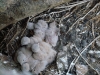 6 chicks in a nest of the Common Kestrel