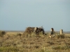 A nest of the Steppe Eagle