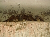Chicks of the Common Kestrel in an abandoned hangar