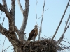 A grown chick of the Long-legged Buzzard, the second chick disappeared