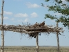 A nest of the Long-legged Buzzard on a roof of the open shed