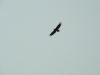 Silhouette of an adult White-tailed Eagle