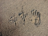 Traces of the White-tailed Eagle on a waterside sand