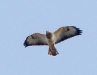 Buzzard with untypical colouration