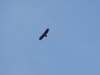 A silhouette of the Spotted Eagle