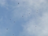 A group of migrating Buzzards (fragment)