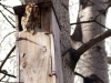 A Tawny Owl in an artificial nest. NPP “Homilshanski Forests”