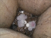 Recently hatched chicks of the Tawny Owl. In the left corner you can see remains of the bank vole.