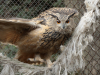 Eagle Owl female