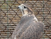 Saker Falcon