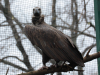 Black Vulture