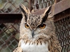 Eagle Owl male