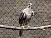 Saker Falcon
