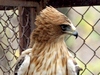 Booted Eagle, pale morph