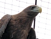 White-tailed Eagle female