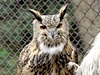 Eagle Owl female