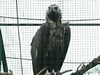 Black Vulture