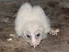 Barn Owl chick