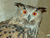 Eagle Owl female