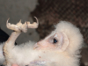 Barn Owl chick