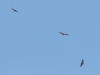 Short-toed Eagle and Buzzards