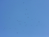 Flock of Buzzards