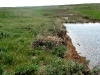 A nest of the Long-legged Buzzard near a steppe river
