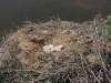 An unusual ground nest of the Long-legged Buzzard